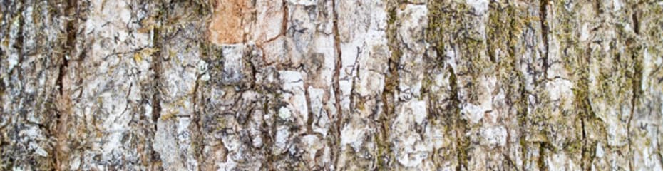 日本紙幣の用紙イメージ