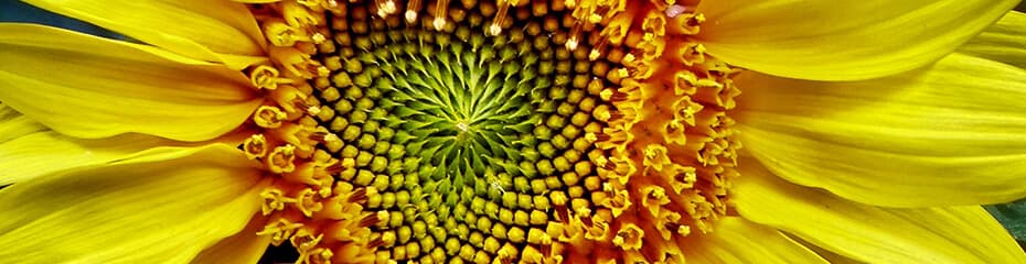 フィボナッチ予測イメージ